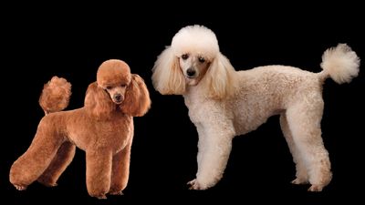 Miniature poodle vs toy poodle: What's the difference?