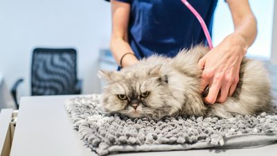 5 ways to keep a cat calm at the clinic, according to a vet
