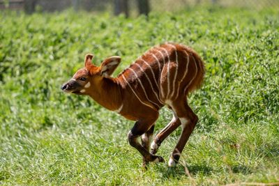 Critically endangered eastern mountain bongo calf born at UK safari park