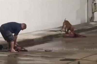 Foreign man’s pit bulls kill local dog in Pattaya