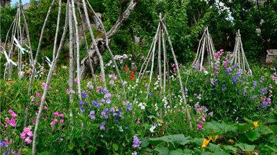 A sweet pea teepee can create the most stunning scented spectacle in a backyard – learn how to make your own in 5 simple steps