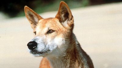 Fisherman bitten in latest dingo attack at tourist spot