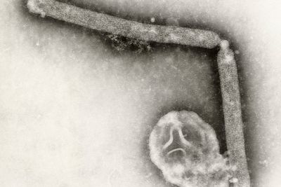 Mystery over sudden drop in bird flu cases across the US