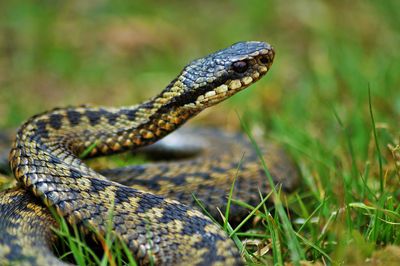 Urgent Warning Raised As Multiple Adder Sightings Reported - What Happens When You Get Bitten?