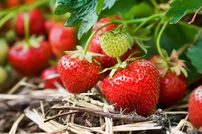 ‘We’ve never seen anything like it’: Farmers astounded by strawberries hitting UK supermarkets this summer