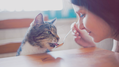 Soup for cats: 3 tasty and nutritious recipes