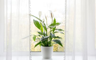 How to make your own peace lily fertilizer – an expert-approved recipe to encourage long-lasting, sophisticated blooms