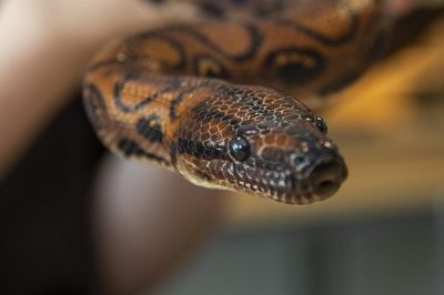 Urgent adder warning issued: Are the snakes in London and how dangerous are they?