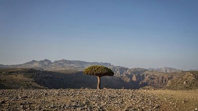 Dragon’s blood trees grow in one place on Earth. Climate change and goats threaten their survival
