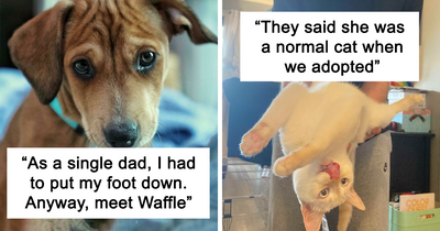 48 Cute Pics Of The Exact Moment These Pets Found Their Forever Homes (Best Of All Time)