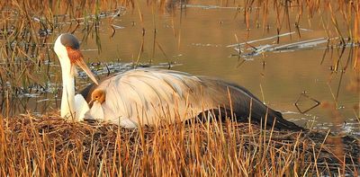 South Africa’s wattled cranes are no longer critically endangered: why the birds’ numbers are rising