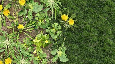 How to stop your neighbor’s weeds from invading your yard and lawn – expert tips for a weed-free garden this year