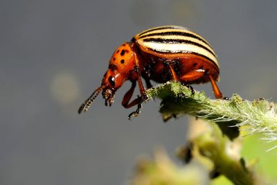 Urgent warning over ‘savage’ invasive beetle species that could devastate UK crops