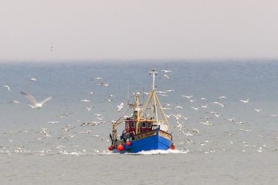 In charts: What does the new Brexit deal mean for fishing?