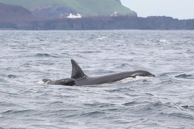 Icelandic orcas have been including baby pilot whales in their groups – but scientists aren’t sure why