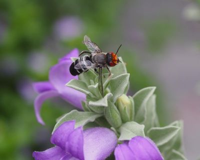 Scientists recommend limits on urban beekeeping to protect Australia’s native bees from honeybees