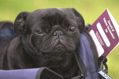 What is a pet passport and how to get one?