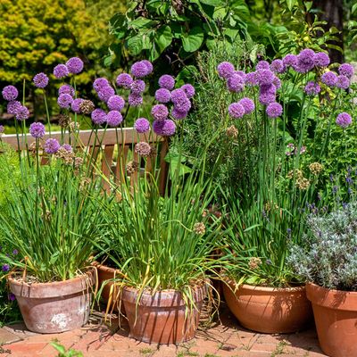How long do alliums flower for? This is how long these stunning blooms last, and the best way to extend their flowering