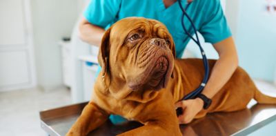 Are independent vets really better? The real issue isn’t necessarily who owns them