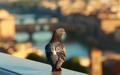 Best pigeon deterrents for balconies and gardens