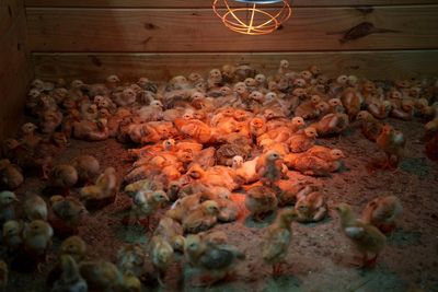 Shipment of thousands of chicks found abandoned in USPS truck now overwhelming an animal shelter