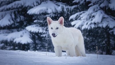 Colossal's Dire Wolf De-Extinction: The Science Behind the Breakthrough