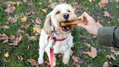 Are yak chews safe for dogs? A vet shares 4 things you need to know before feeding