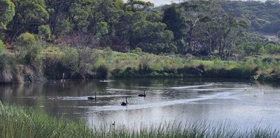 Surviving swamps on South Australia’s parched Fleurieu Peninsula are a lifeline to wildlife – and farmers