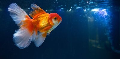 Fish driving cars and chimps doing maths: what teaching animals ‘irrelevant’ skills reveals about our own minds