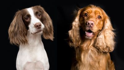 Cocker Spaniel vs Springer Spaniel: What’s the difference?