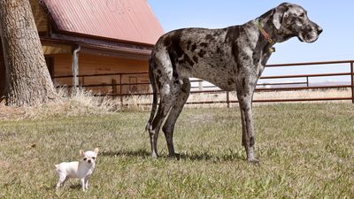 World’s smallest and tallest living dogs meet for the first time