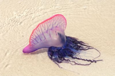 Weird sea creature ‘balloons’ are washing up on North Carolina beaches - here’s what they are
