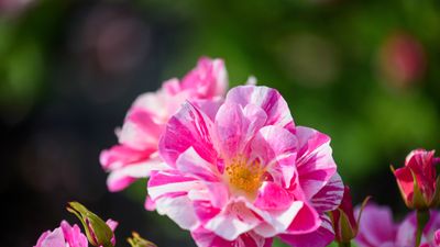 First-ever striped David Austin rose debuts at Chelsea Flower Show 2025 in honor of King Charles III