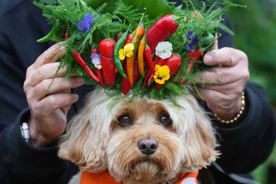 AP PHOTOS: Chelsea Flower Show blooms with royals, celebrities and pets