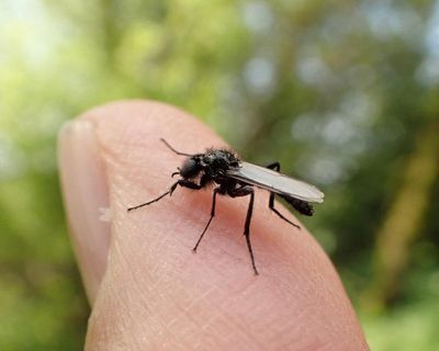Country diary: A fly is never just a fly