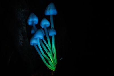 All creatures found to emit strange glow that extinguishes on death