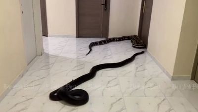 Snakes released in condo hallway to protest noisy dog