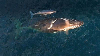 Researchers puzzled as baby whales spotted in unexpected places along Australia’s ‘humpback highway’