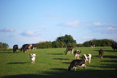 Single case of atypical BSE found in cow in Essex