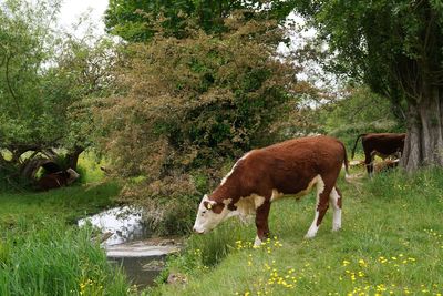 Clumsy cows kept falling into a river. New GPs technology could stop them