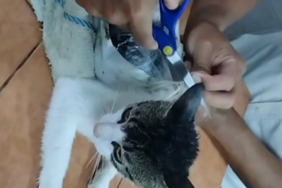 Moment cat caught smuggling Class A drugs into Costa Rican prison