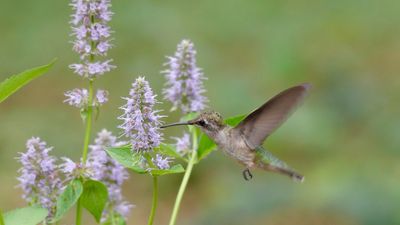 What is the best time of day to see hummingbirds? We reveal the ideal times to spot these mesmerizing creatures