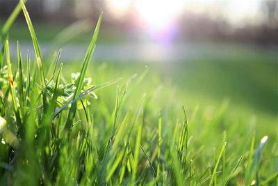 8 Budget Friendly Landscaping Tips No One Talks About