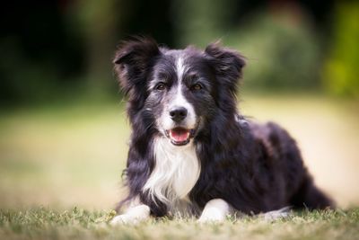 5 Genius Dog Breeds That Are Easy to Train