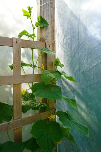 15 Low-Cost Garden Ideas That Will Wow Your Neighbors