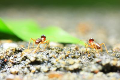 Tiny Takeover: 8 Ways To Get Rid of The Ants In Your Garden