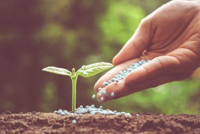 3 Hidden Dangers of Using Chemical Fertilizers in Your Garden
