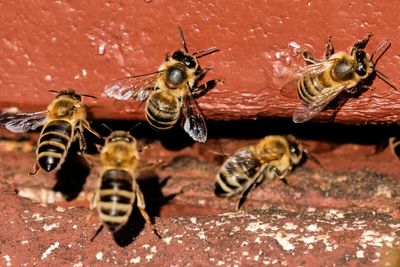 On 'World Bee Day,' the bees remained busy — and oblivious to threats that endanger their survival