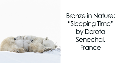 20 Exceptional Nature Photographs Crowned Winners At Tokyo International Foto Awards From 2023