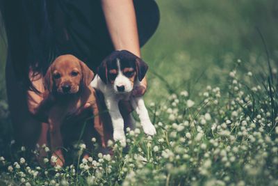 6 Tiny Habits You’ll Miss Most After Losing Your Dog